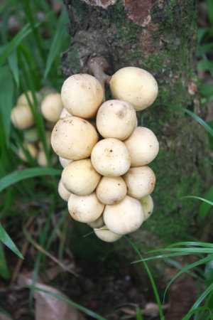 Longkong asian sweet fruit Thailandの写真素材