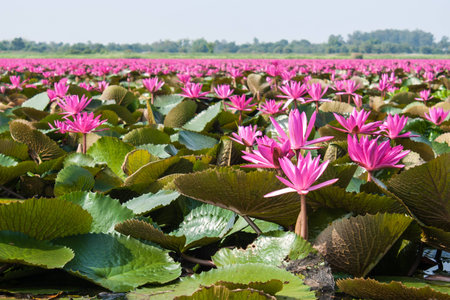 lotus in natureの写真素材