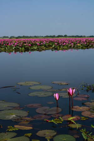 lotus in natureの写真素材