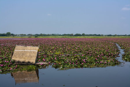 lotus in natureの写真素材