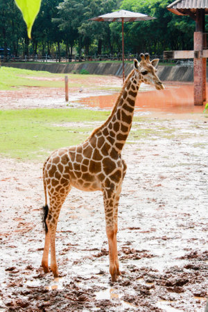 giraffe looking  stand in natureの写真素材