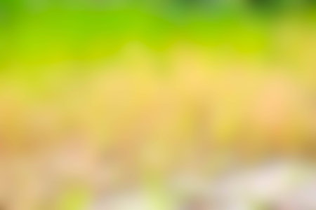 soft selective blur green bokehの写真素材