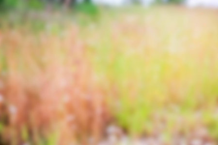 soft selective blur green bokehの写真素材