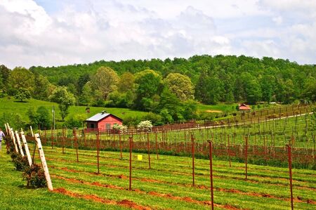 Small winery and barn in the spring.の写真素材