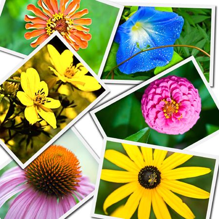 Six photos of different flowers in a random style collage.の写真素材