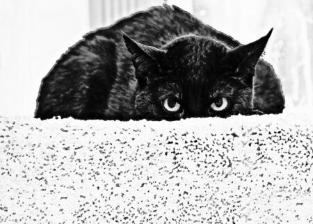 A black cat with a very scared expression.  It's done in a black and white halftone style.の写真素材