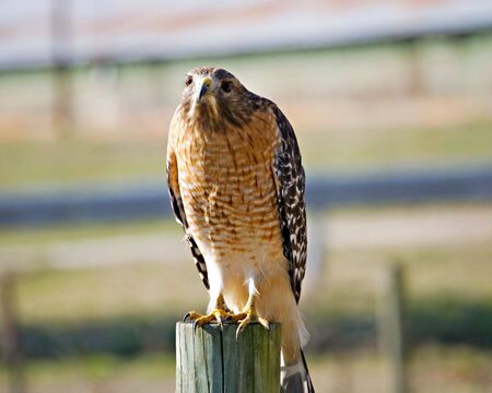 A wild hawk sitting on a fence post looking toward the camera.の写真素材