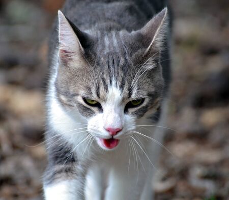 A small cat outside panting in the heat 