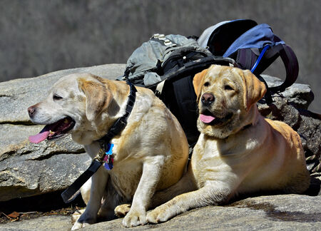 Two dogs taking a rest at the top of a mountain on a hiking trail, they are muddy from playing in a...