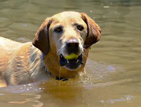Golden Retriever with ball in waterの写真素材