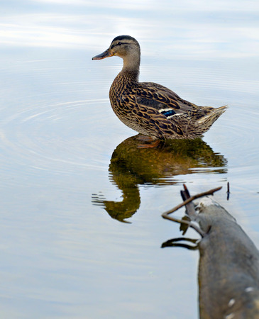 A wood duck standing on the end of a submerged log in a lake with reflections of the sky in the water の写真素材