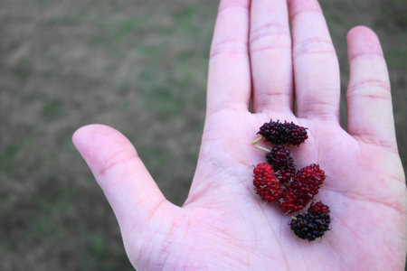 red mulberries in my handの写真素材