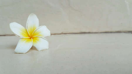 White flowerの素材