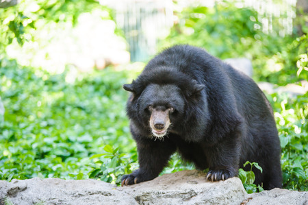 Asiatic black bearの写真素材