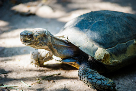 turtle : Close Up It looks slow but beautiful.の写真素材