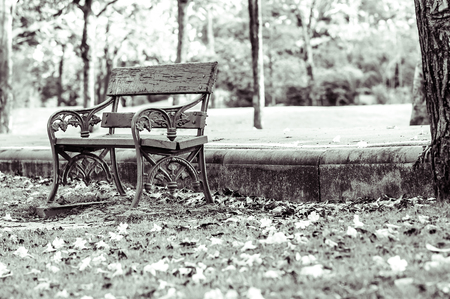 A single chair In the garden, lonely, nobodyの写真素材