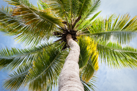 Tree  coconut, camera shoot from low angle.The sky is a beautiful backdrop.の写真素材