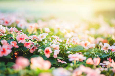 Abstract background image is a pink flower. With beautiful sunshine.の写真素材