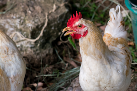 White chickens of thailand,Looking out for food.の写真素材