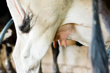 Cow breast, ready to be rolled out, for milkの写真素材