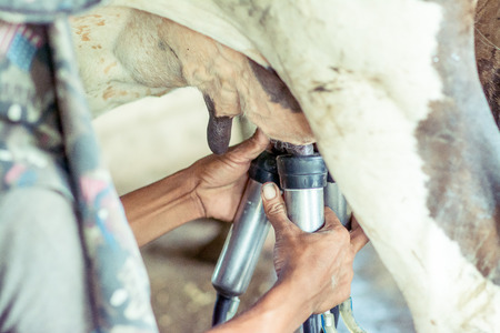 Milking milk from cows, with milking tools.の写真素材