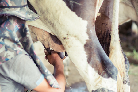Milking from cows, from farmer's handsの写真素材