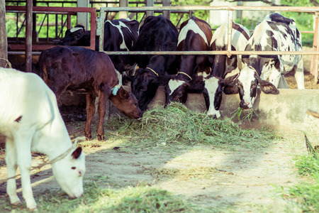 Cow milk is feeding grass, in the farm.の写真素材