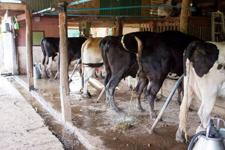 Many cows are on the farm, some cows are peeing.の写真素材