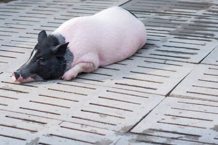 Black-headed Pigs, Sleeping in the Daytimeの写真素材