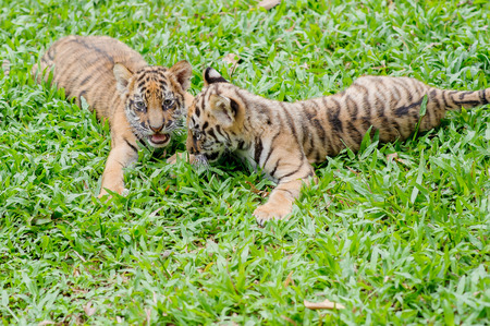 Baby tiger is running very cute.の写真素材