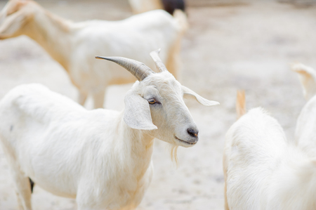 Beautiful white goat in the stall.の写真素材