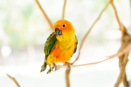Parrot, in a zoo in Thailand.の写真素材