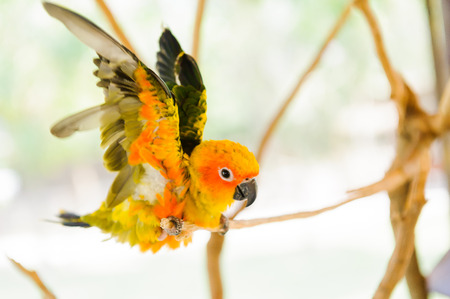 Parrot, in a zoo in Thailand.の写真素材
