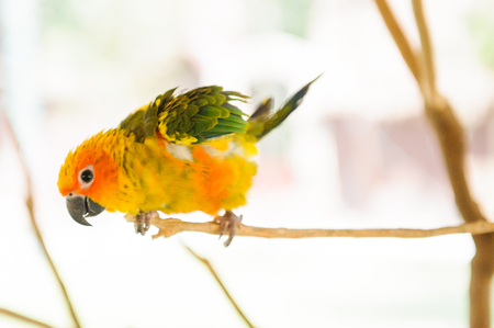 Parrot, in a zoo in Thailand.の写真素材