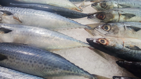 Mackerel sleeps on the ice.の写真素材