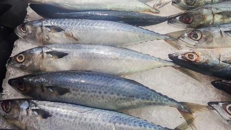 Mackerel sleeps on the ice.の写真素材