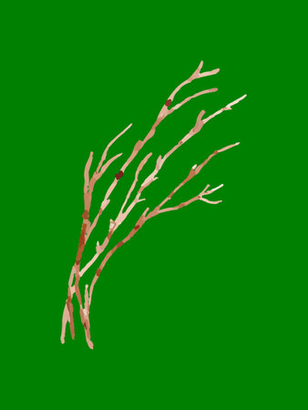 Watercolor illustration of bare tree branches on a green background, perfect for designの写真素材