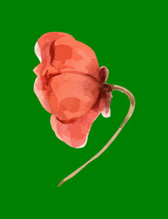 Watercolor illustration of a vibrant red poppy flower with a curved stem.の写真素材