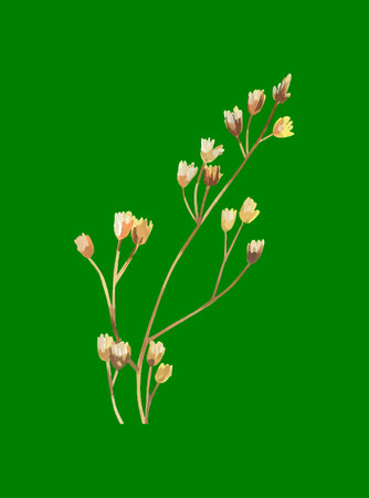 Delicate sprig of flowers with beige petals on a green background, minimal artwork.の写真素材