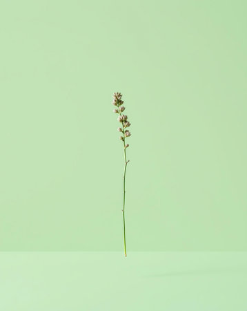 A single stem of wildflowers is presented in a minimalist style, set against a plain green background, emphasizing natural beauty.の素材