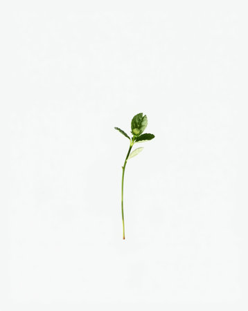 A minimalist still life capturing a lone green sprout on a stark white background, symbolizing growth and potential.の素材