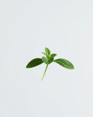 A single sprig of vibrant green mint set against a clean white background, capturing its natural beauty.の素材