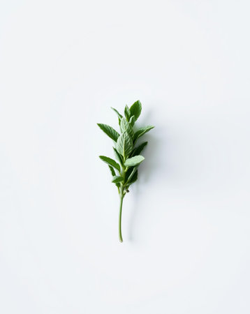 A vibrant sprig of spearmint captured against a pristine white background, highlighting its lush green leaves and natural freshness.の素材