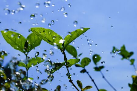 water splash to green leaf over blue sky backgroundの写真素材