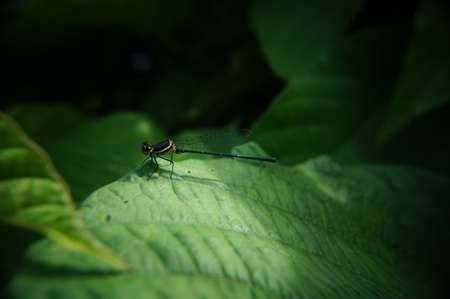 dragonfly on green leafの写真素材