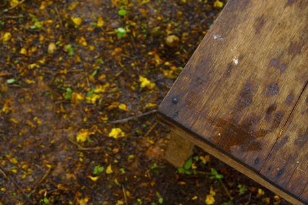 Yellow Flower On The Groundの写真素材