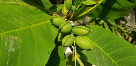 Green almond fruits on the tree. This is tropical almond, Indian almond. It looks beautiful.の写真素材