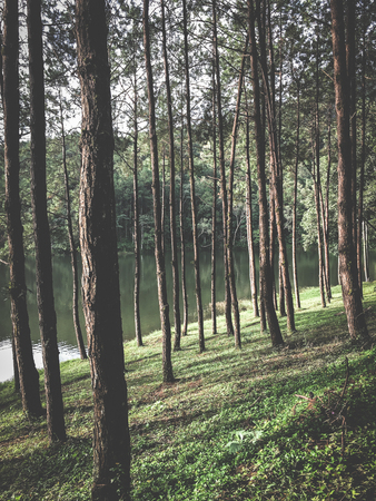 Pine forests along the river in eveningの写真素材
