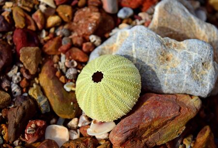 The shell on the top of the rocks
