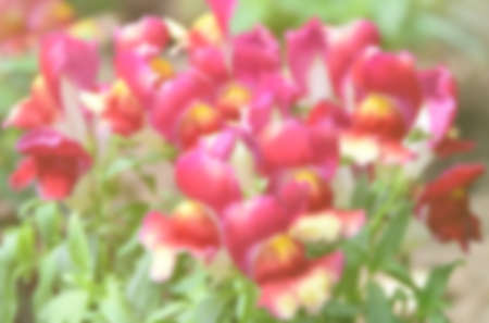 pink flower on blur nature backgroundの写真素材